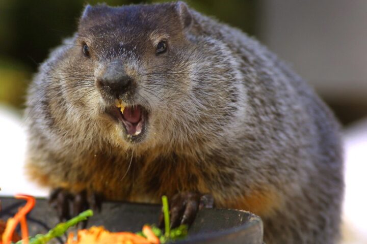 A groundhog was found to have the first rabies case in Delaware this year.