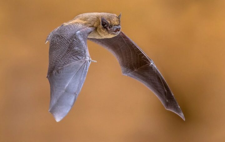 27 Frenzied Bats Tracked down In Illinois This Year: IDPH Cautioning