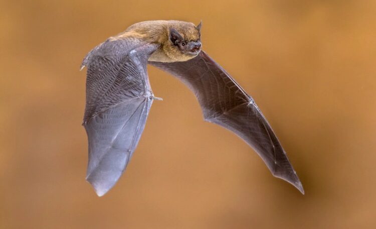 27 Frenzied Bats Tracked down In Illinois This Year: IDPH Cautioning