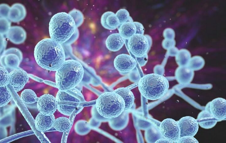 The enigmatic microbes that inhabit tumors
