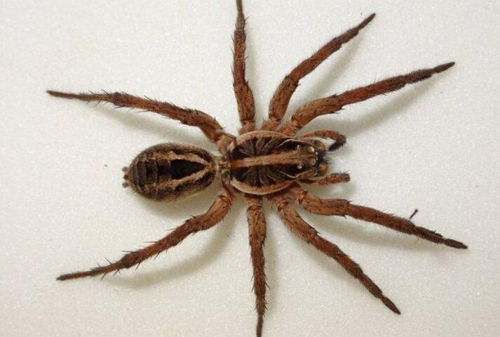For what reason do insects have 8 legs?
