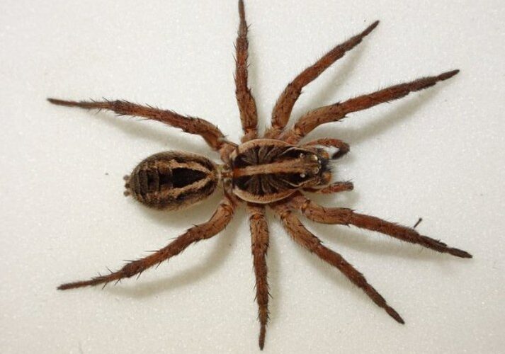 For what reason do insects have 8 legs?