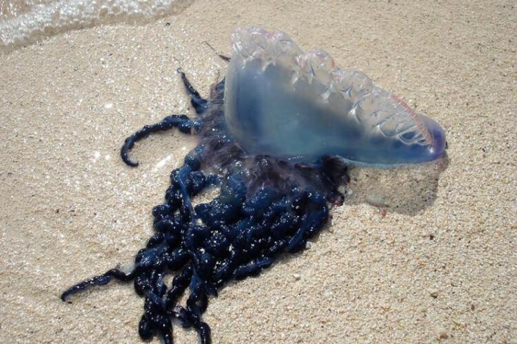Portuguese man o’ war threatening North Carolina coast