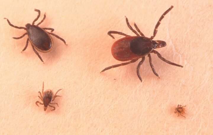 This could be the peak of tick season – and tick-borne diseases are on the rise