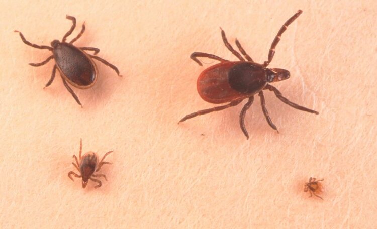 This could be the peak of tick season – and tick-borne diseases are on the rise