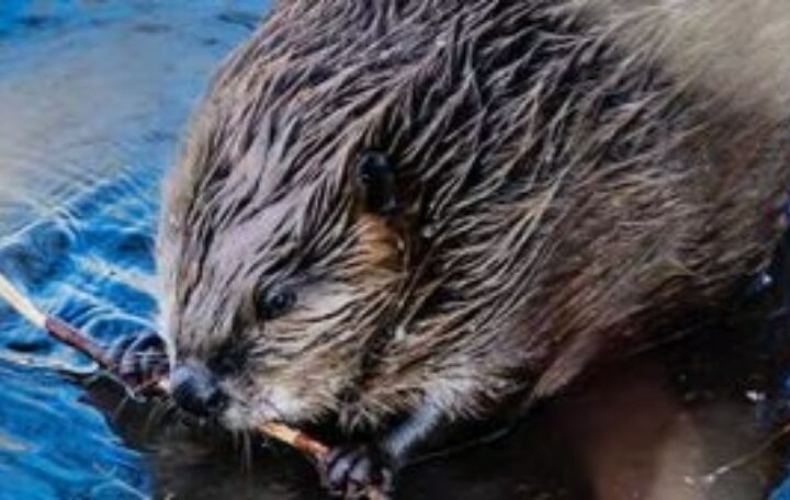 Little kid Chomped in the Leg by Frenzied Beaver While Swimming in Georgia Lake