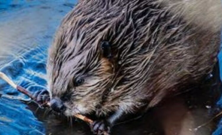 Little kid Chomped in the Leg by Frenzied Beaver While Swimming in Georgia Lake