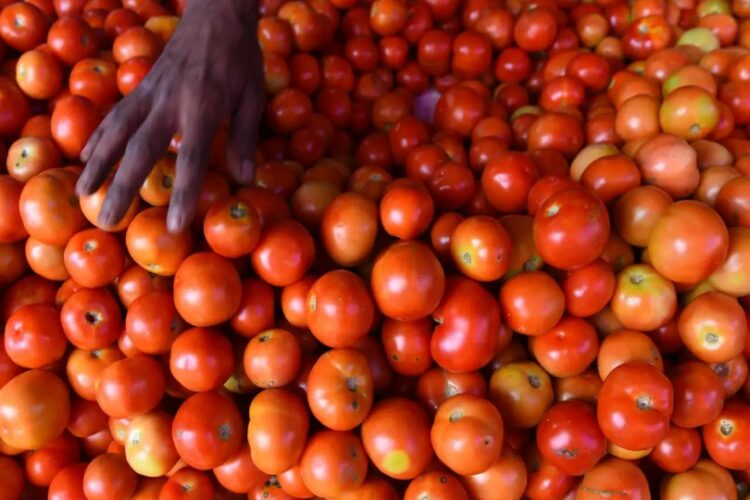 India’s tomato prices surge over 300%, sparking theft and turmoil