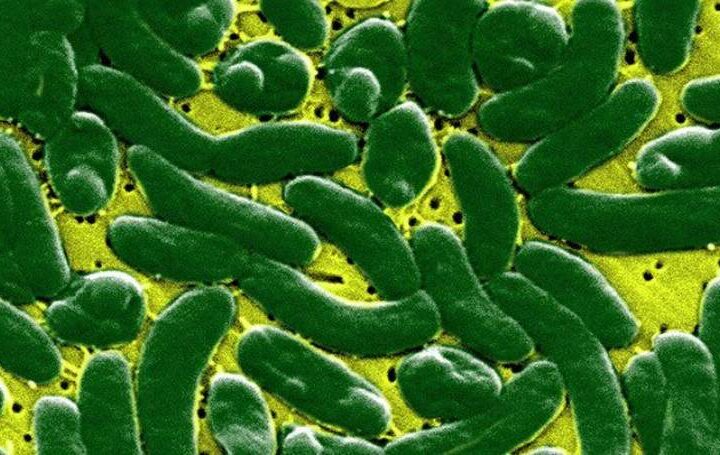 Tissue Eating Microorganisms at the Ocean side? What You Really want to Be aware