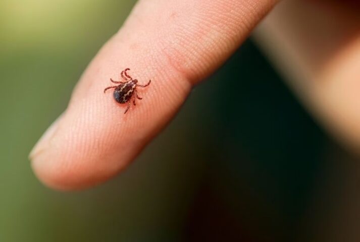 What is Powassan infection? What to realize about the infection brought about by a tick nibble