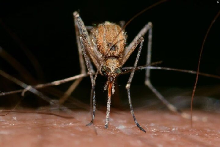 West Nile infection contaminated mosquitos spike in Nebraska