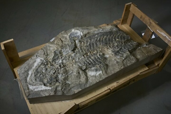 240-Million-Year-Old Monster Land and water proficient Found in Holding Wall