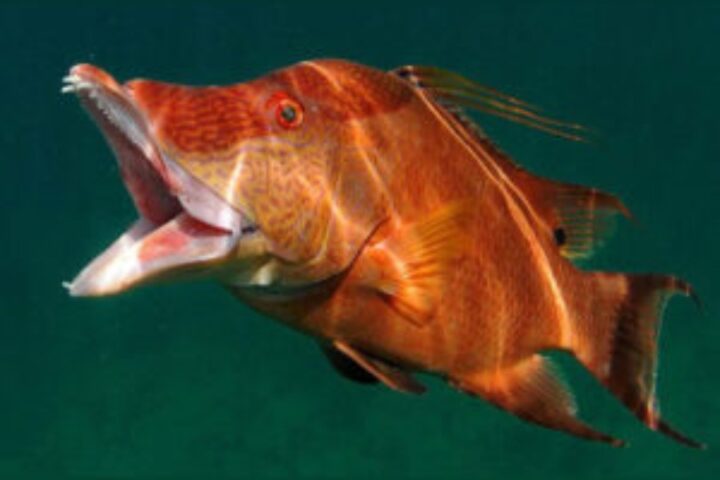 Hogfish can utilize their skin to ‘see’ what variety they are, say researchers